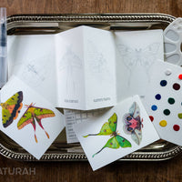 Butterflies & Moths Mini-WaterColor Set