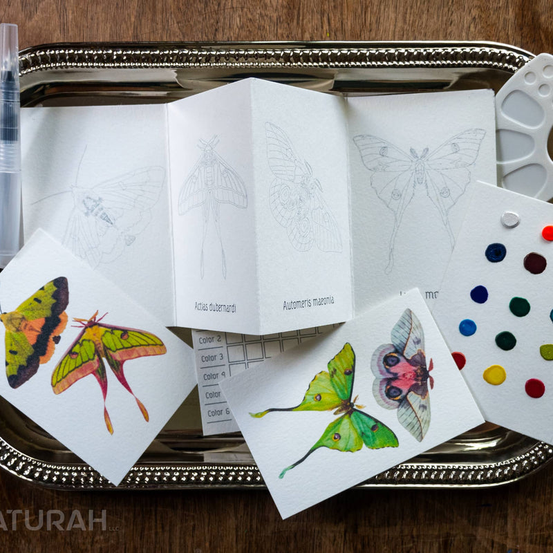 Butterflies & Moths Mini-WaterColor Set