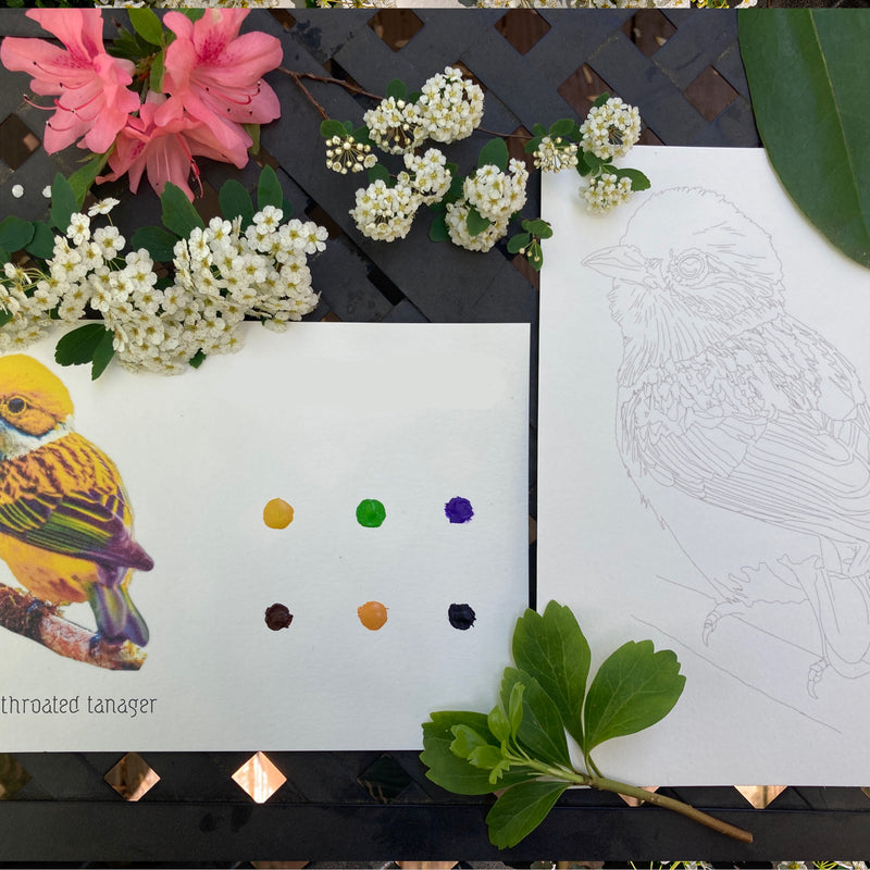 Birds Individual Cards