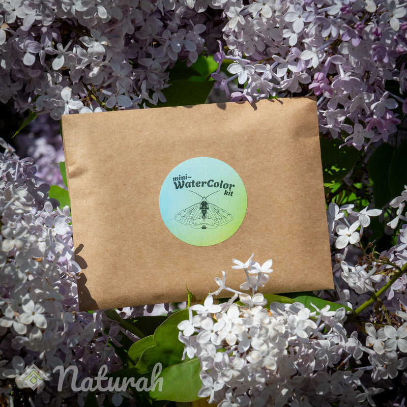 Butterflies & Moths Mini-WaterColor Set