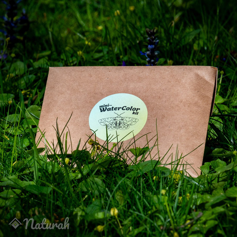 Butterflies & Moths Mini-WaterColor Set