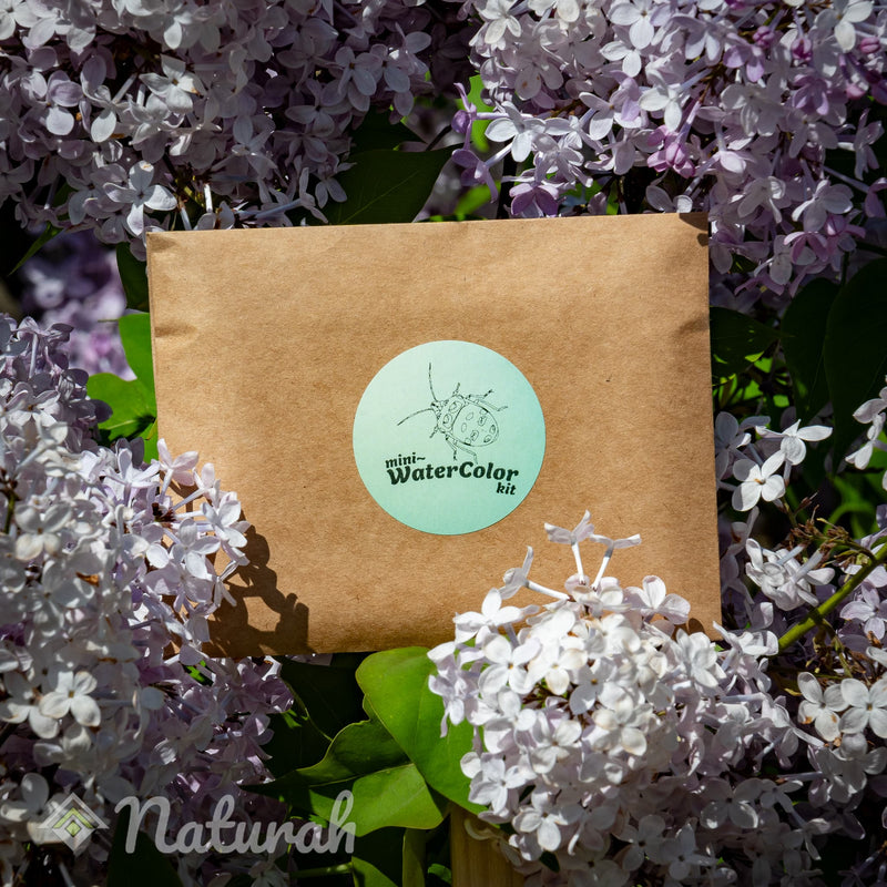 Beetles Mini-WaterColor Set