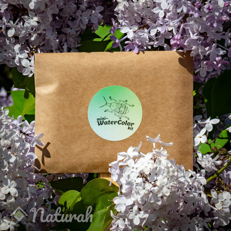 Beetles Mini-WaterColor Set