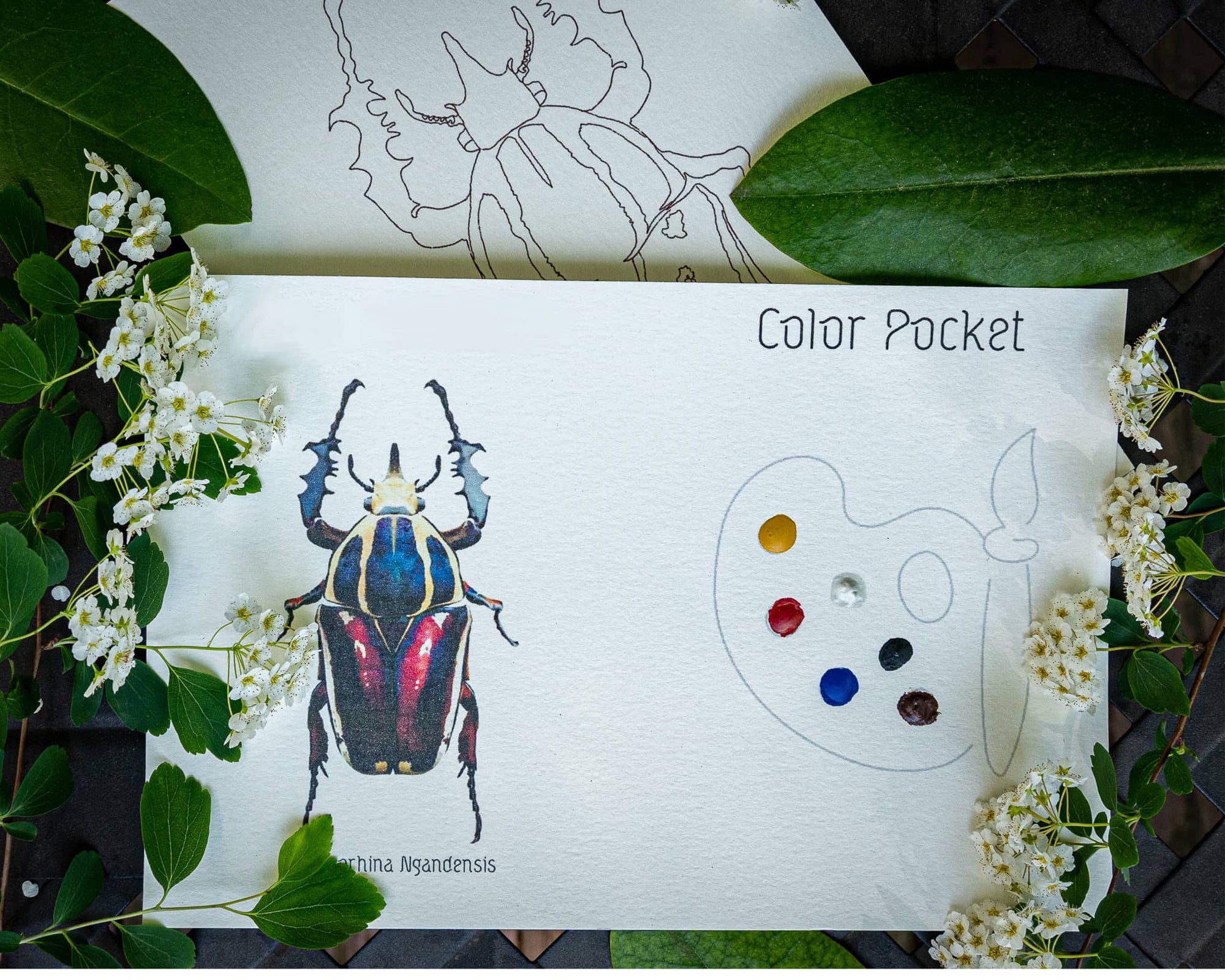 Individual Watercolor-in Card ～ Beetles